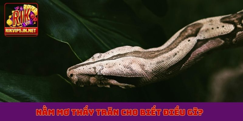 Nằm mơ thấy trăn cho biết điều gì?