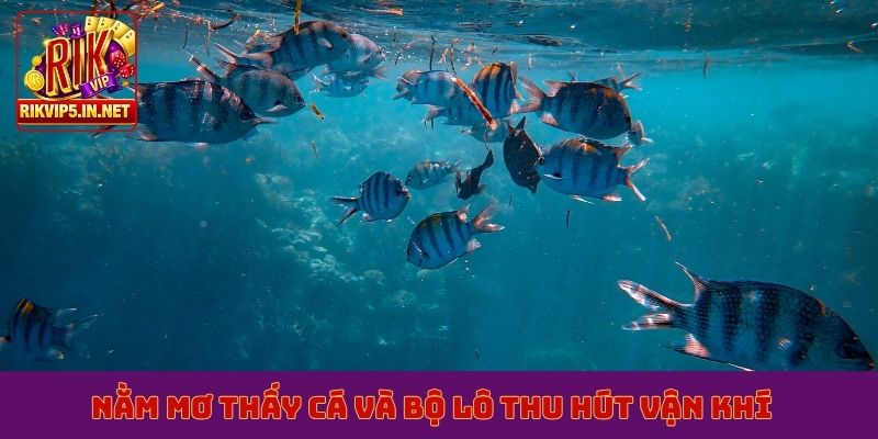 Nằm mơ thấy cá và bộ lô thu hút vận khí