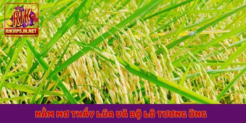 Nằm mơ thấy lúa và bộ lô tương ứng