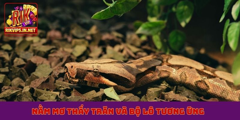 Nằm mơ thấy trăn và bộ lô tương ứng