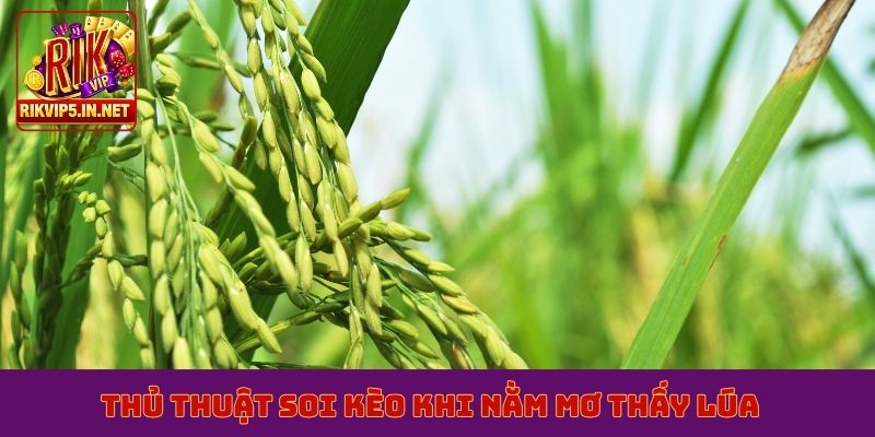 Thủ thuật soi kèo khi nằm mơ thấy lúa
